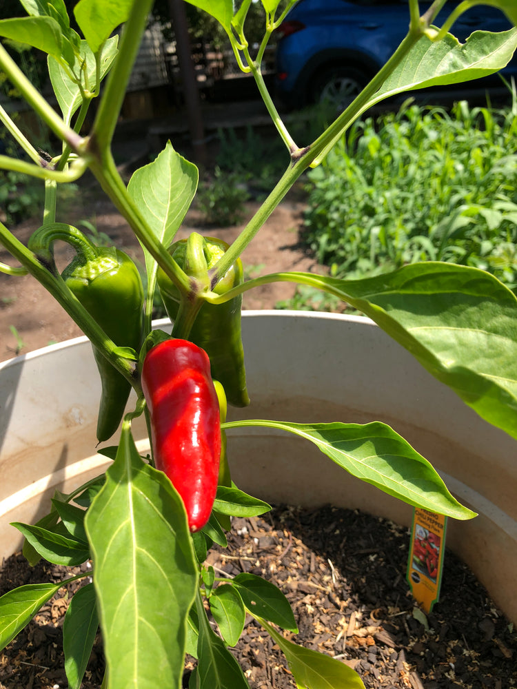 A Fresno pepper ripening on the plant in Wally's garden
