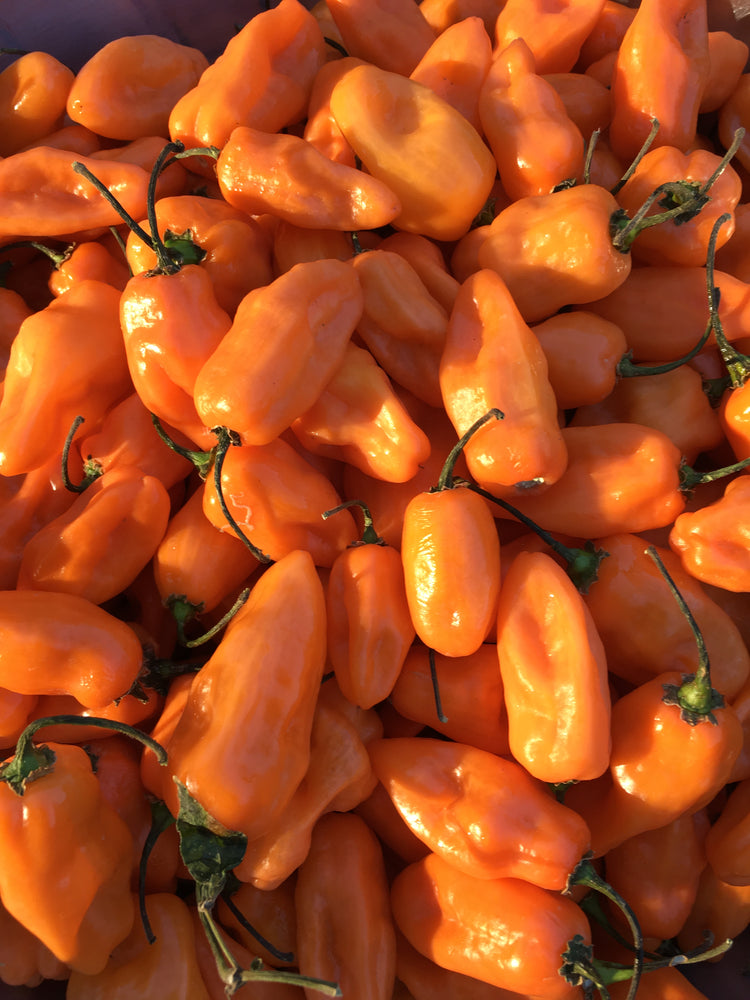 A pile of fresh orange habaneros