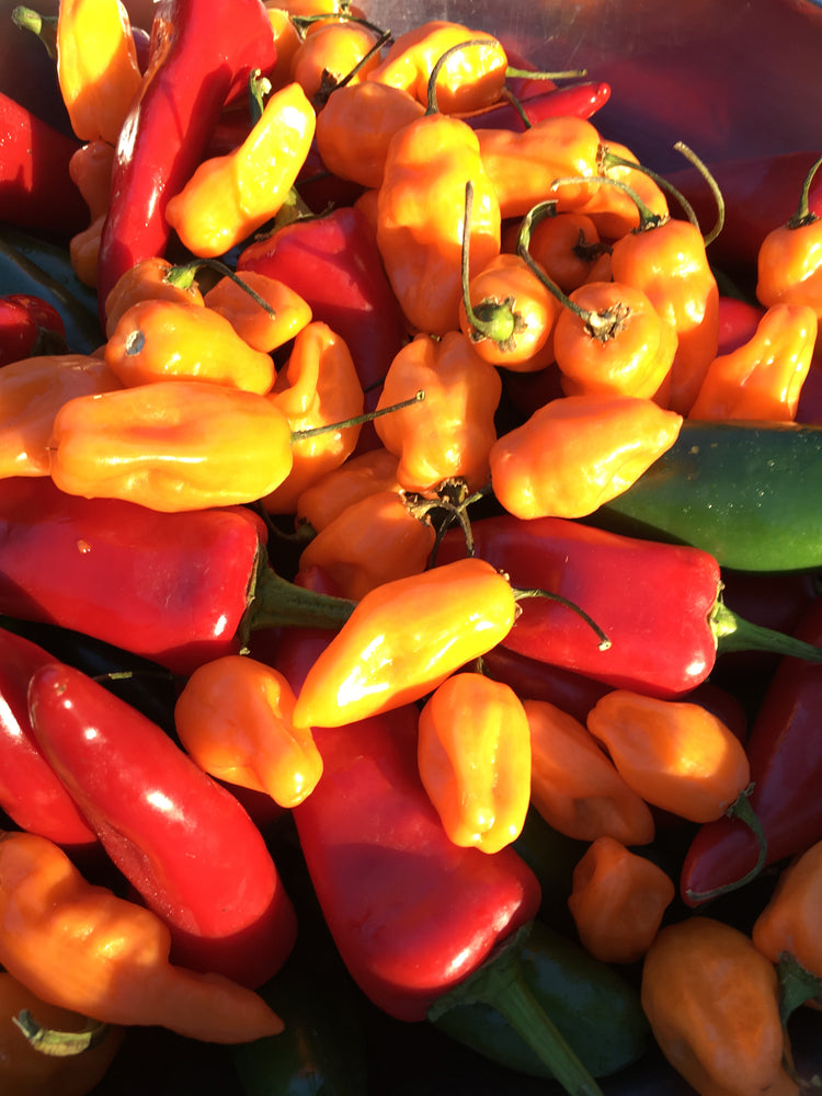 Fresh habanero and Fresno peppers