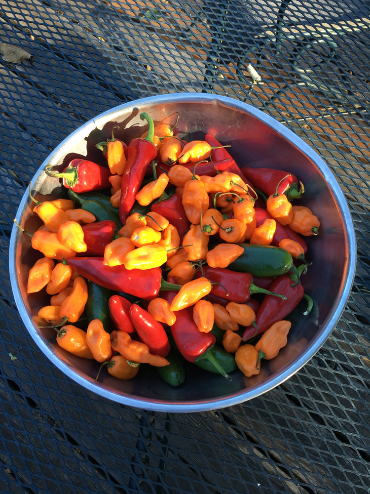 A bowl of fresh habanero, Fresno and jalapeño peppers